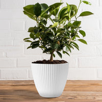 Ribbed Plastic Flower Pot with Tray 7
